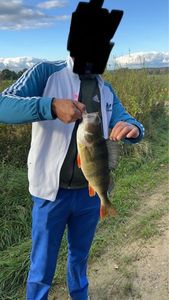 European Perch