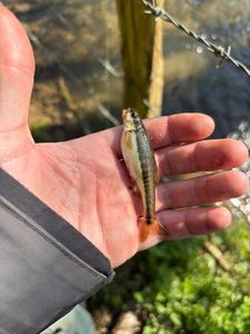 Common Minnow