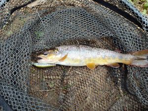 Brown Trout