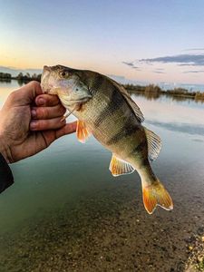 European Perch