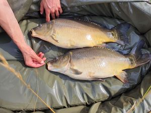 Mirror Carp