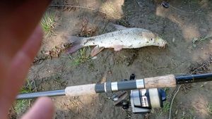 Barbel