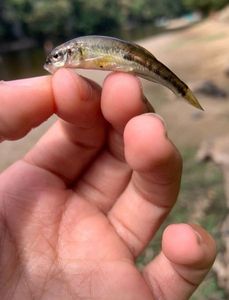 Common Minnow