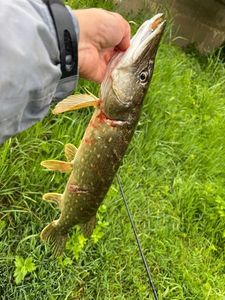Northern Pike