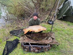 Common Carp