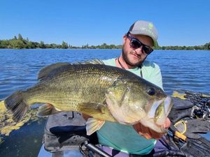 Largemouth Bass