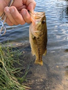 Largemouth Bass