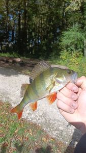 European Perch