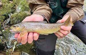 Brown Trout
