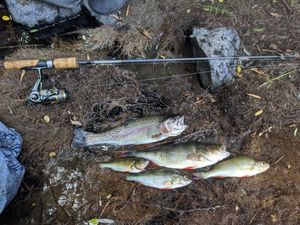 Rainbow Trout