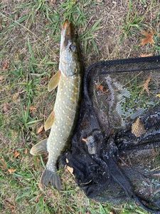 Northern Pike