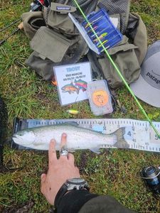Rainbow Trout