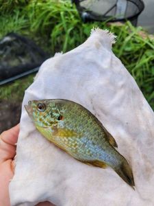 Green Sunfish