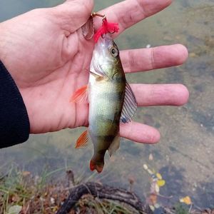 European Perch