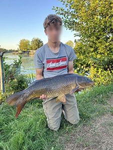 Common Carp