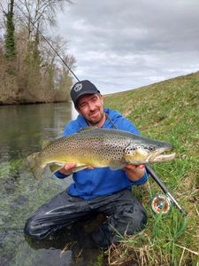 Brown Trout