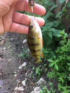 European Perch