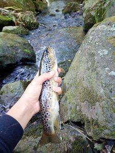 Brown Trout