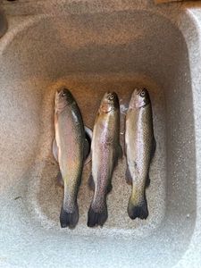 Cutthroat Trout