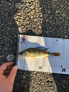 European Perch