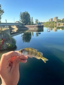 European Perch