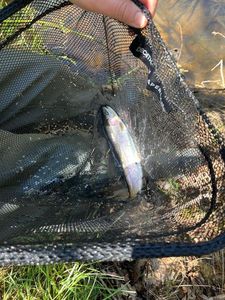 Rainbow Trout