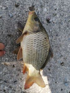 Common Carp