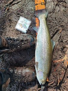 Rainbow Trout