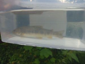 Brown Trout