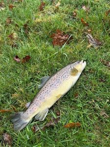 Brown Trout