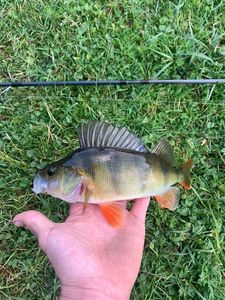 European Perch