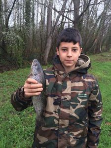 Brown Trout