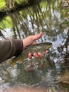 Brown Trout