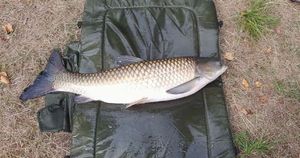 Grass Carp