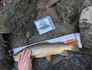 Brown Trout
