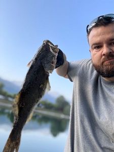 Smallmouth Bass