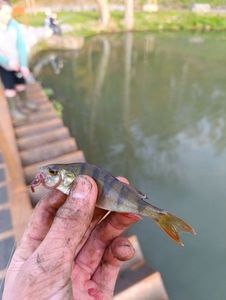 European Perch