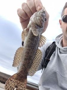 Giant Goby