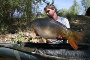 Mirror Carp