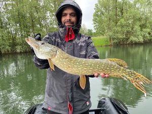 Northern Pike