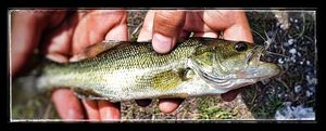 Smallmouth Bass