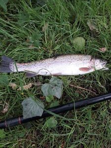 Rainbow Trout