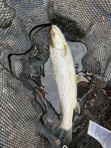 Brown Trout