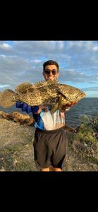Peacock Grouper