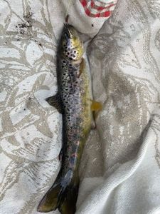 Rainbow Trout