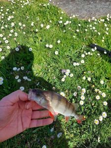 European Perch
