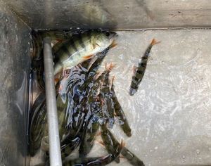 European Perch