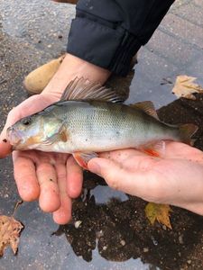 European Perch