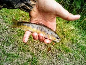 Brown Trout