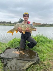Common Carp